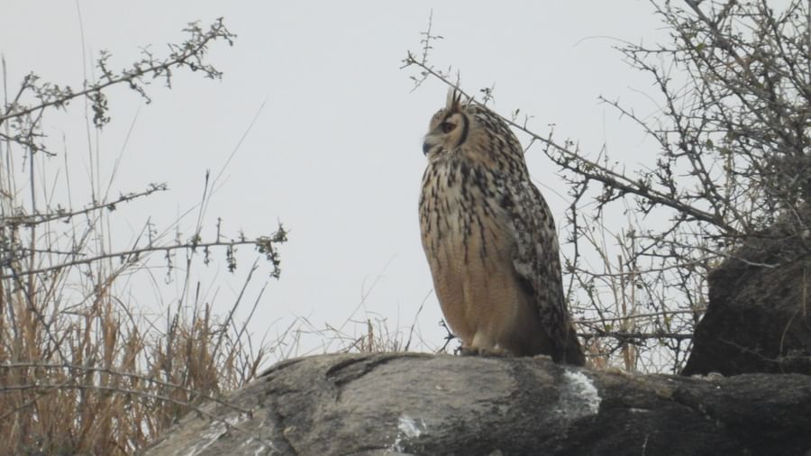 An owl sitting on a rock surrounded by dessert plants | Utsav camp Sariska
